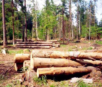В компании начинается сезон вырубки леса